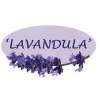 lavandula